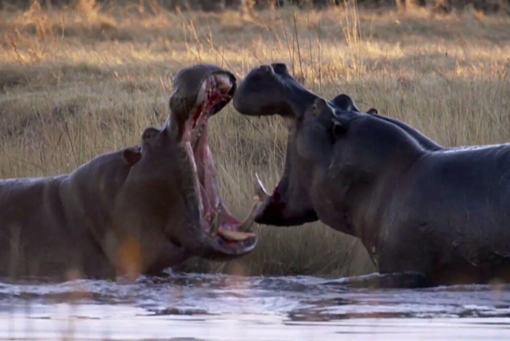 Ζόρια για τον Μελισσανίδη, ούριος άνεμος για τον ΜαρινάκηΣε διαρκή αμφισβήτηση ο Μπαλτάκος και η διοίκηση της ΕΠΟ